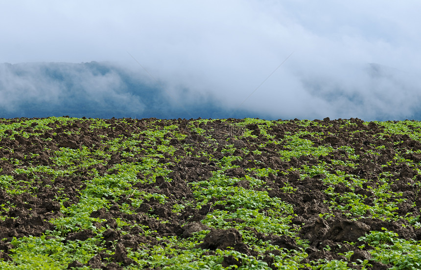 晨雾中acre绿肥国家场地高地天气土地棕色农业场景图片
