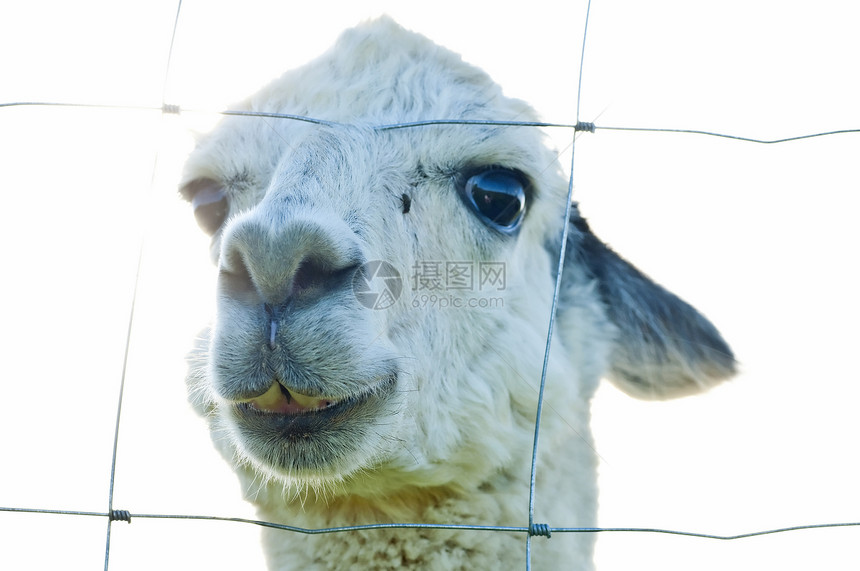 阿帕卡 维库尼亚动物宠物羊驼鼻子脖子生物羊毛微笑农场毛皮图片