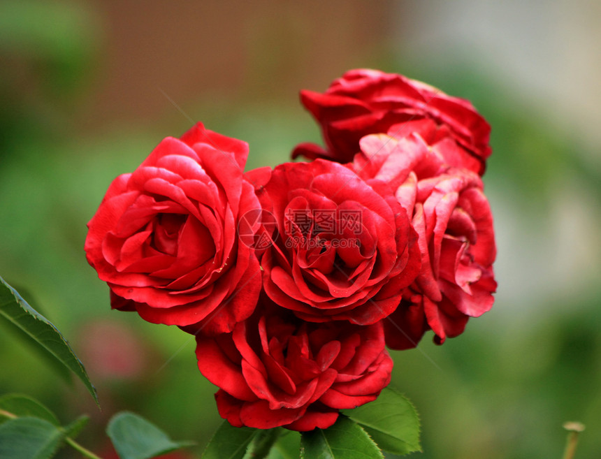 红玫瑰艺术花束园艺衬套花粉玫瑰植物群树叶植物公园图片