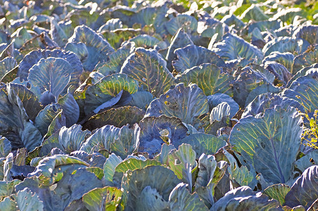 种植甘蓝的生物树种植物烹饪蝴蝶场地绿色农业蔬菜树叶生长厨房背景图片
