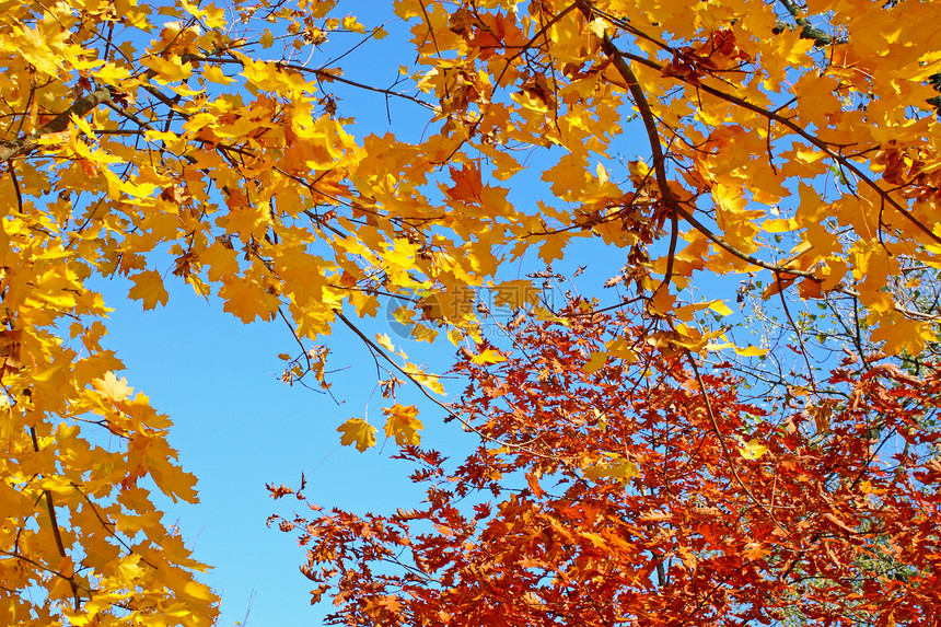 色彩多彩的花叶季节叶子红色蓝色植物天空树叶森林橙子黄色图片