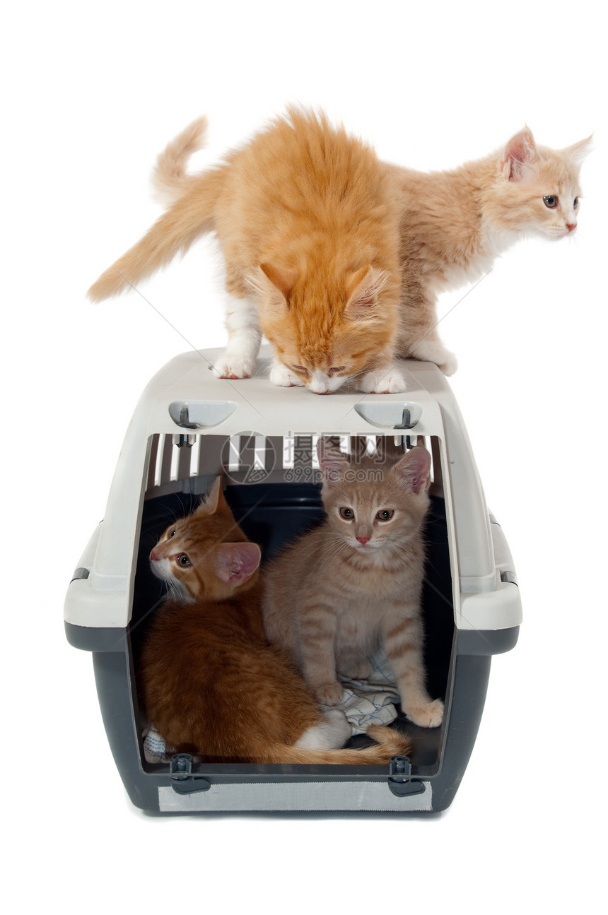 装在运输箱中的甜猫小猫伴侣酒吧运输新生宠物房子家庭囚犯监狱动物图片