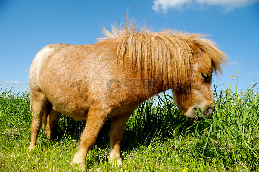 小马在吃草动物食物哺乳动物绿色棕色场地农村乡村草地农田图片