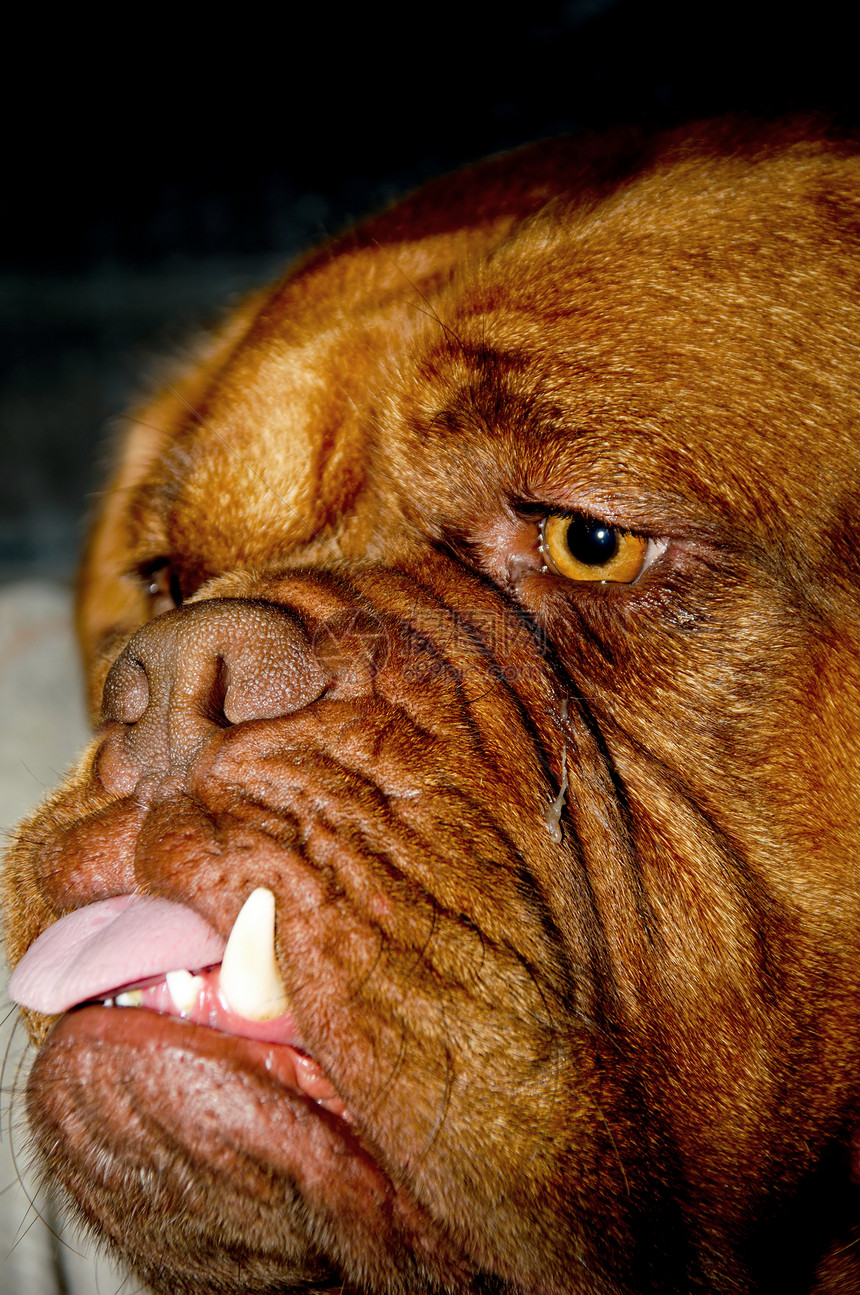 丑陋狗狗友谊宠物乐趣鼻子牙齿眼睛悲伤伴侣舌头动物图片