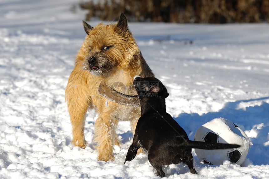两只狗在玩运动朋友宠物猎犬犬类动物忠诚行动伴侣钳子图片