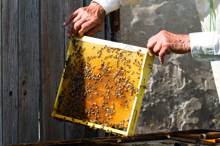 蜜蜂框架花园幼虫高清图片
