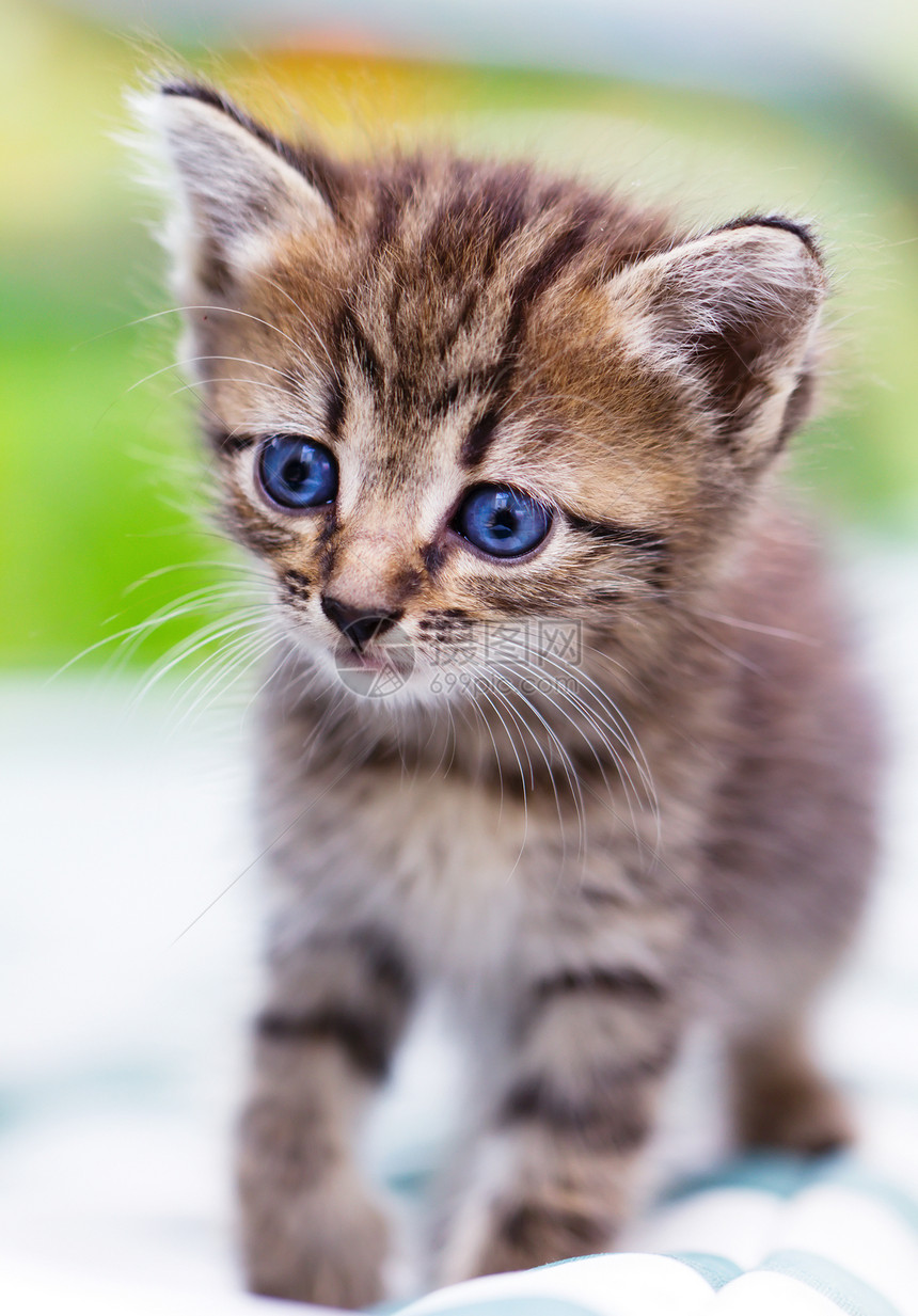 小猫咪虎斑猫咪姿势宠物毛皮动物小猫猫科场地绿色图片