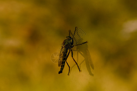 蚊子背景图片