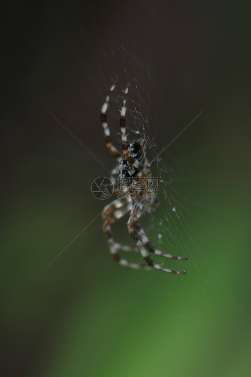 花园蜘蛛生物圆蛛十字动物群生态环境昆虫触角生物学起源图片