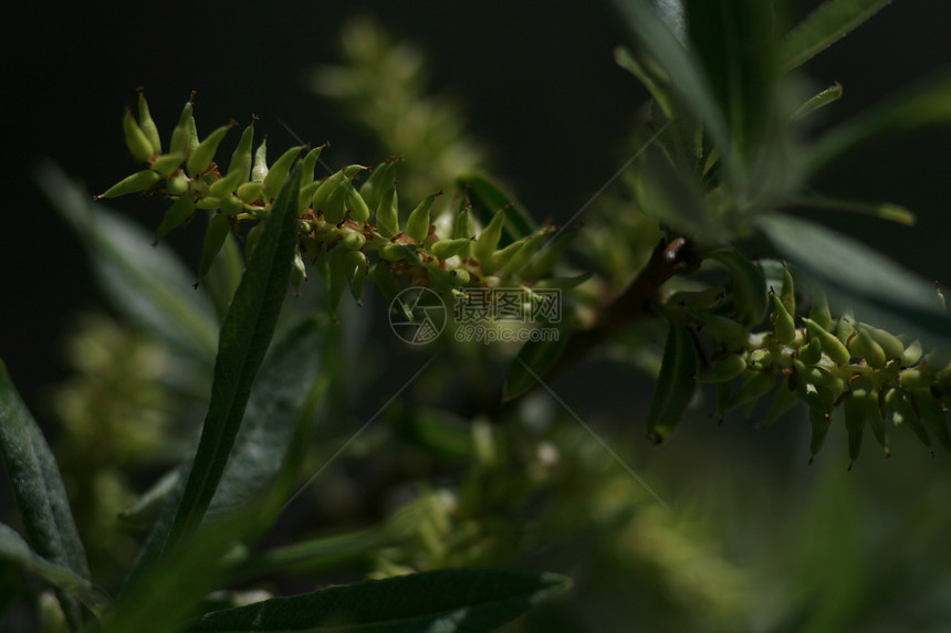 牧草开花植被静脉衬套落叶灌木叶子生物学森林栖息树干图片