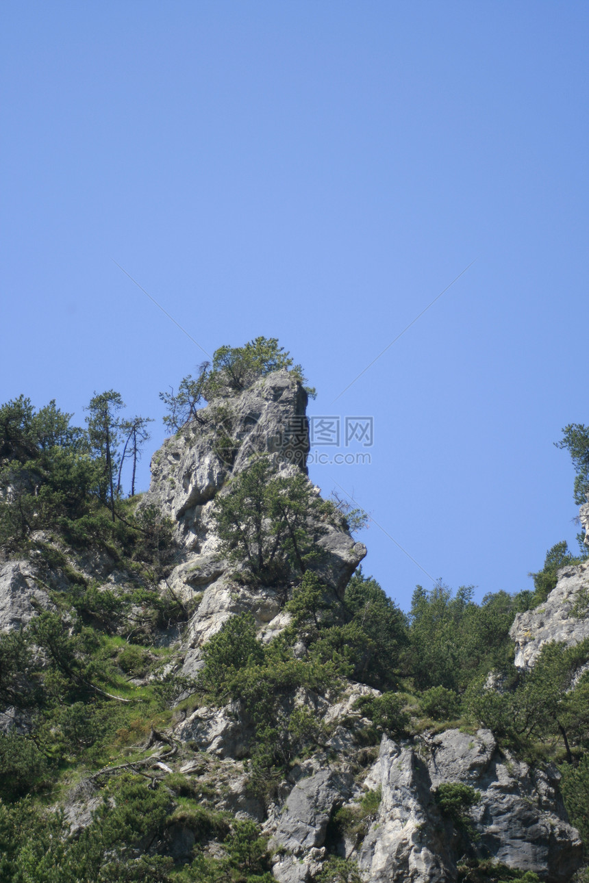 摇滚的针头植物场地牧歌云杉树干静脉松树岩石木头针叶树图片