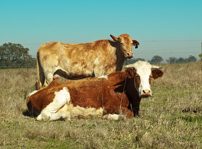 西门塔尔牛典型的棕色和白色彩色牛背景