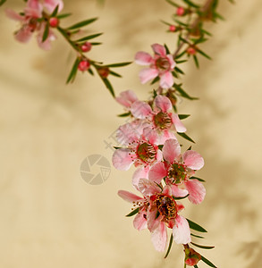 粉色粉红色级联花植物植物群季节性背景图片