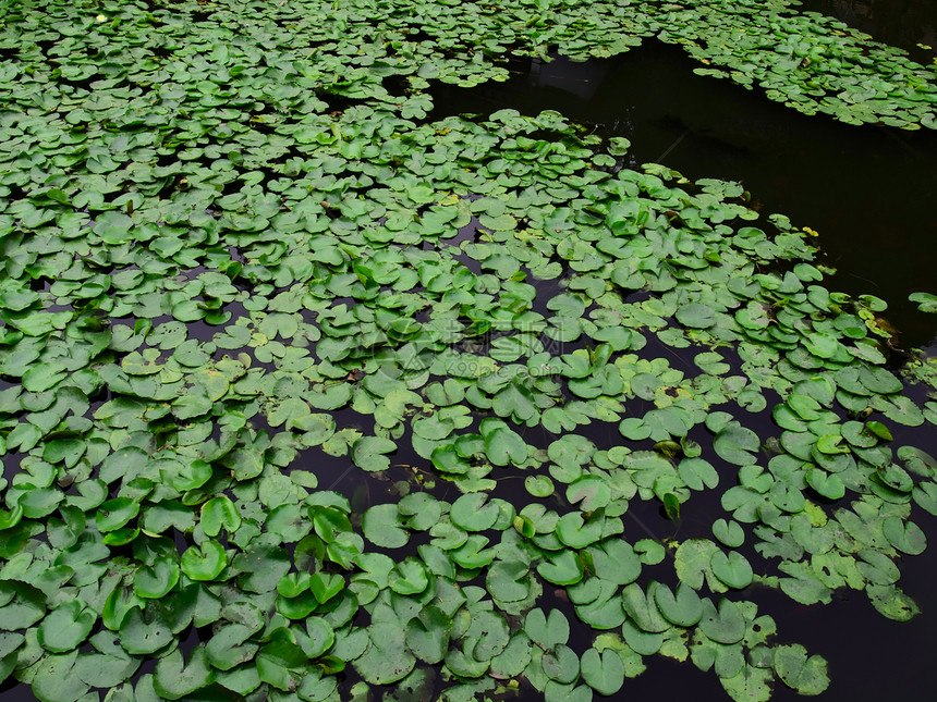 莲田池树叶环境漂浮池塘水平风景植物叶子花园绿色图片