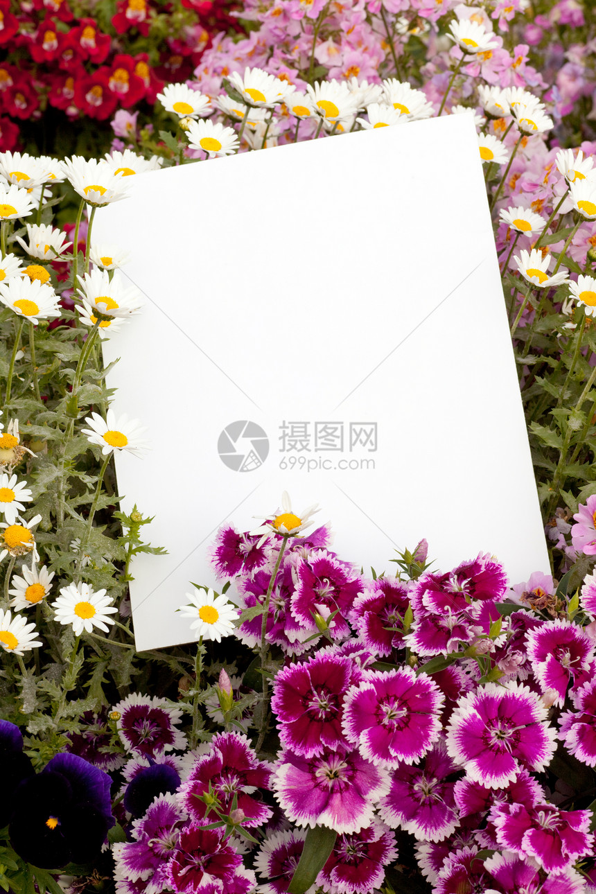 鲜花和复制空间三色花园中提琴问候语白色石竹空白花朵卡片图片
