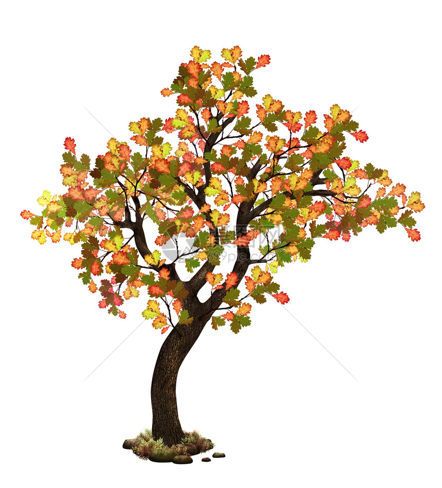 秋天落树黄色橡木绿色叶子橙子插图环境白色季节图片