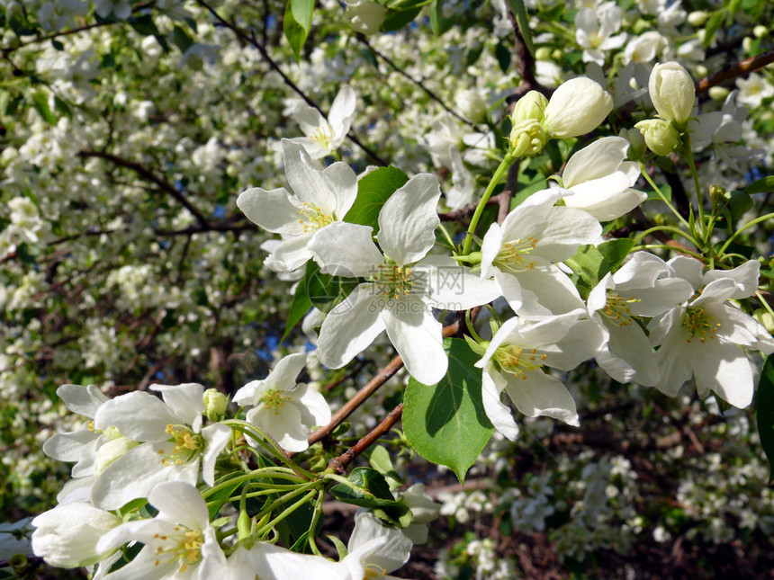 鲜鲜苹果树枝和鲜花花园白色花瓣绿色花朵图片