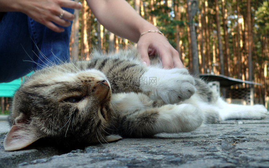 享受人类爱抚的猫间谍猫咪说谎耳朵尾巴小猫乐趣眼睛条纹公园图片