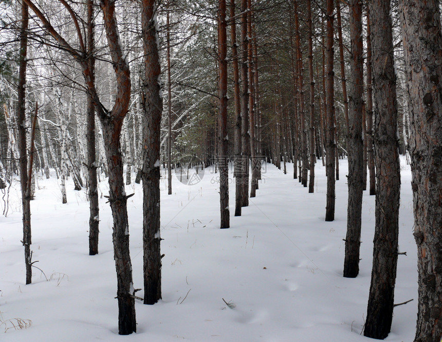 冬林中的松树图片