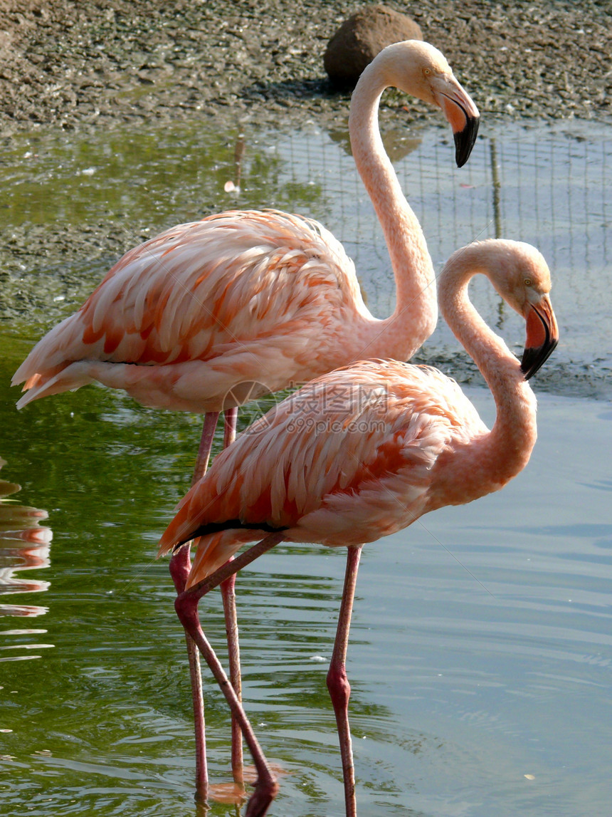 粉红烈火活力粉色火烈鸟异国动物群亚热带情调羽毛野生动物脖子图片