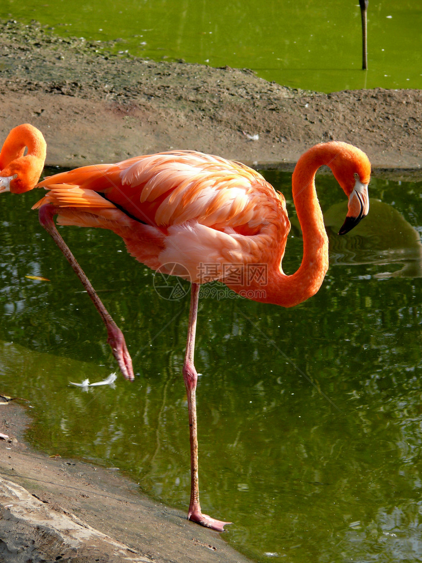粉红烈火火烈鸟粉色动物热带荒野红色野生动物羽毛异国活力图片