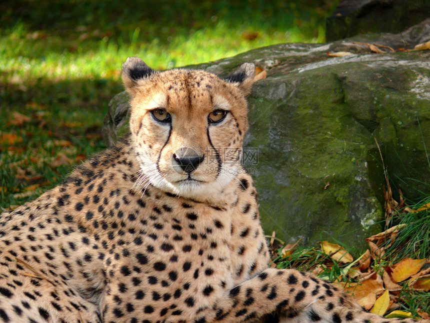Cheetah 猎豹肖像捕食者动物速度猫科荒野猎人动物园爪子哺乳动物打猎图片
