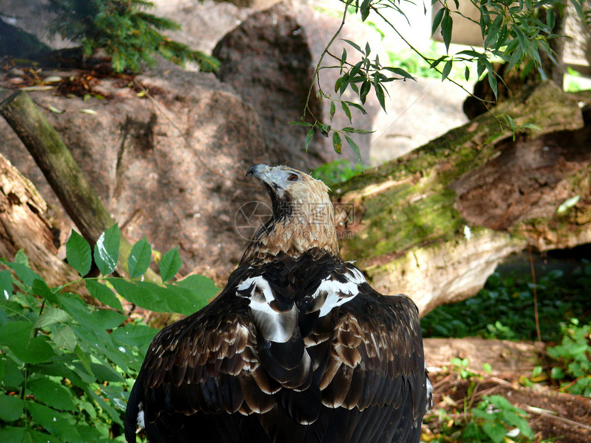 东帝鹰捕食者翅膀野生动物猎物世界动物园羽毛标签图片