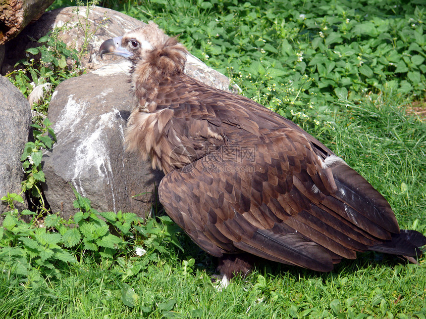 饼干硫化物动物园账单独角兽绿色羽毛黑色棕色秃鹰照片动物群图片