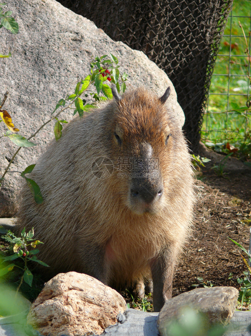 莫斯科动物园Capybara图片
