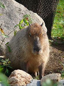 莫斯科动物园Capybara高清图片