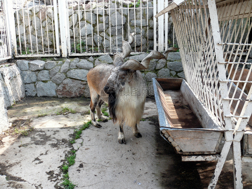 山羊驯鹰人异国胡须情调动物园牛角羚羊哺乳动物图片