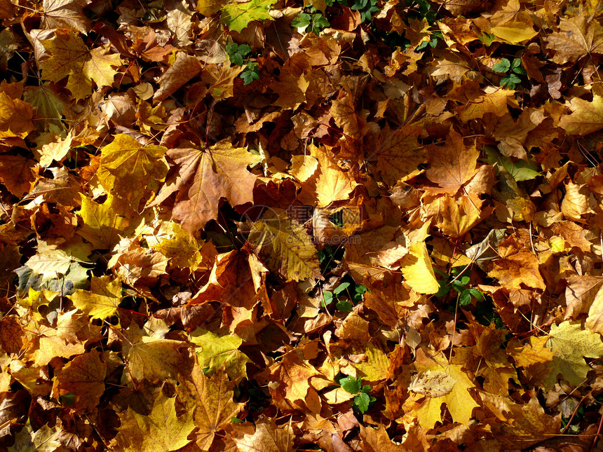 秋秋叶背景红色橙子季节性黄色宏观边界叶子森林棕色季节图片