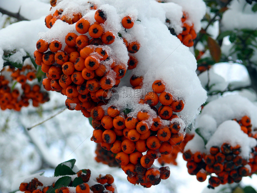 雪中的灰莓图片