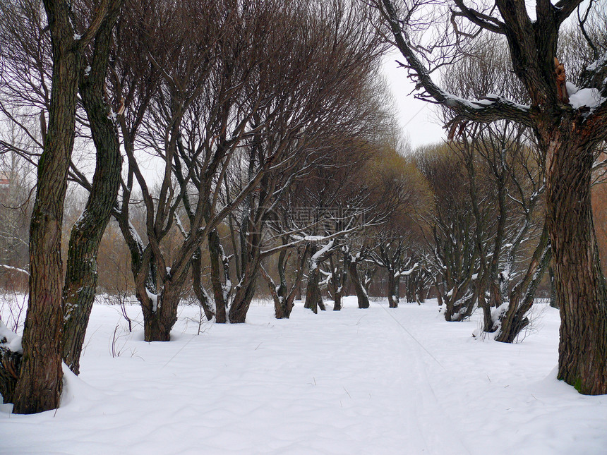 下雪的柳巷 莫斯科公园白色季节场景森林植物植物学环境树木国家公园图片