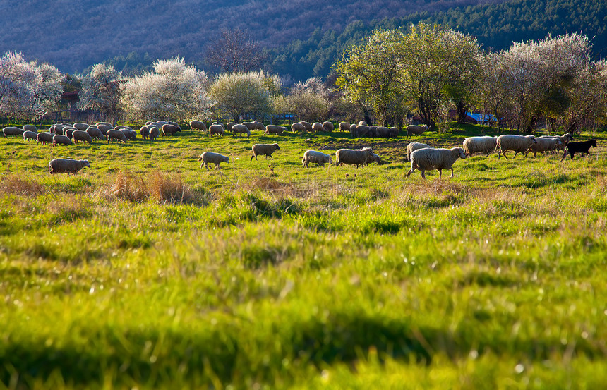 绿草牧羊图片