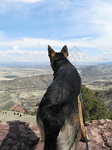 这是什么羊犬远足红岩背景图片