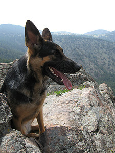 美好生活羊犬远足红岩背景图片