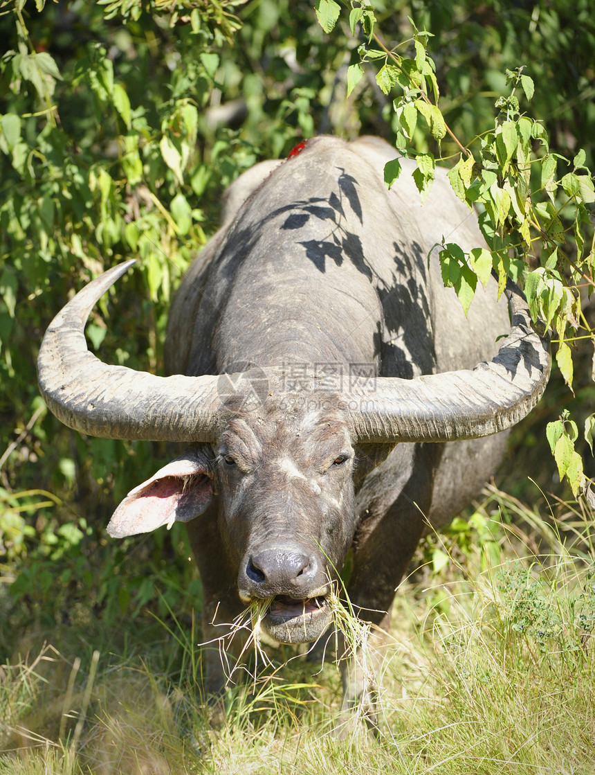 水牛被科莫多龙咬攻击猎物国家哺乳动物旅游植物食物公园荒野野生动物图片