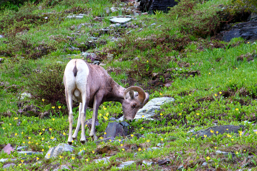 大角绵羊奥维斯猎犬场景旅行环境冰川公园绿地地形荒野喇叭生态图片