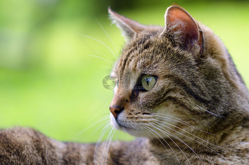 我的猫猫图片