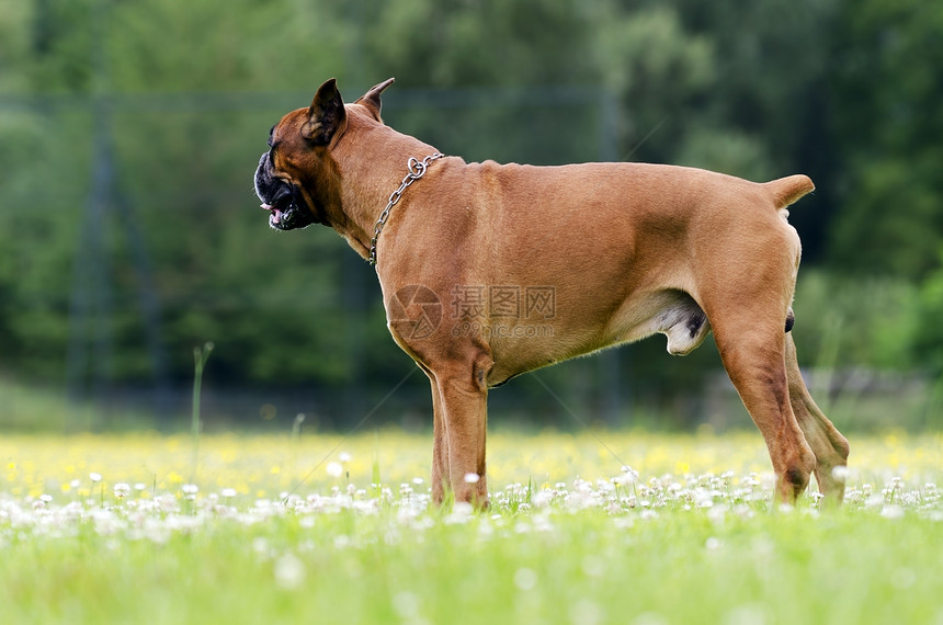 体式狗宠物犬类草地棕色训练动物图片