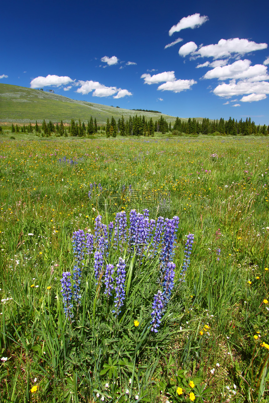 Bighorn 国家森林野花植物地形天空栖息地场景环境杂草植被湿地生态图片