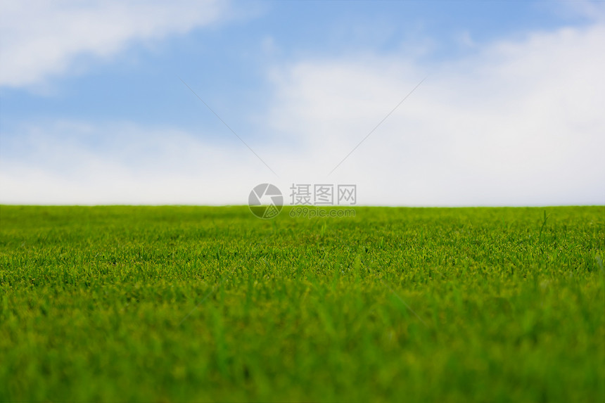 充满活力的绿色绿草生长土地晴天远景季节地平线场景农场农村植物图片