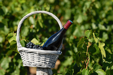 勃艮第葡萄酒红葡萄酒瓶收成国家烹饪农业教会藤蔓农村饮料生产树叶背景