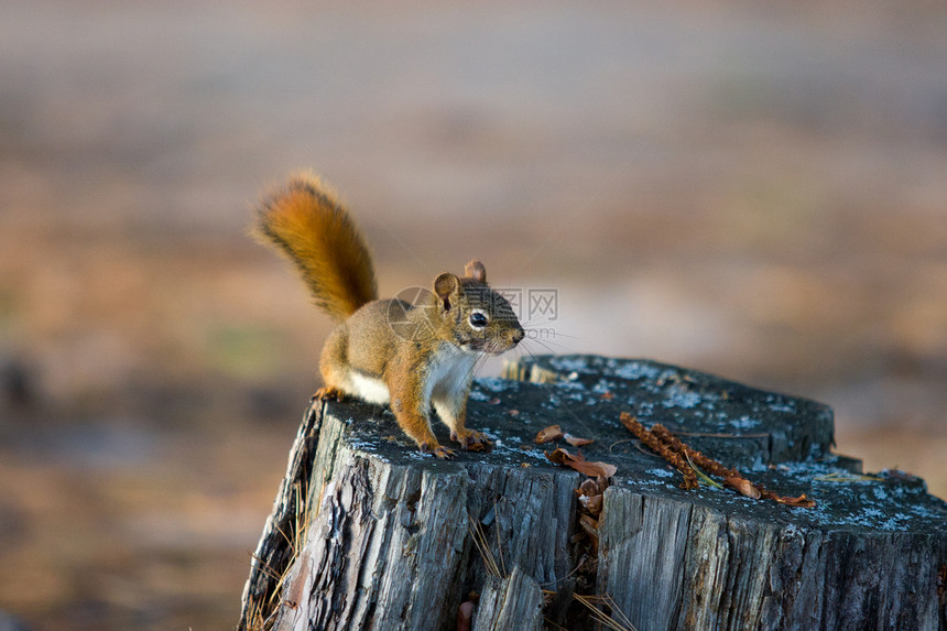 树堆上的红色松鼠警报毛皮食物地面叶子尾巴公园树桩场地森林松树图片