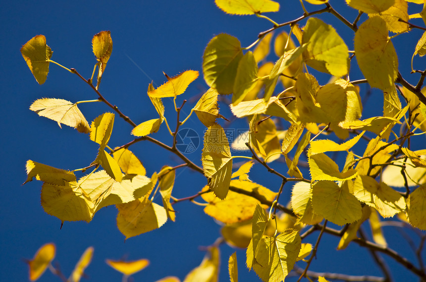 有黄叶的树枝植物摄影树叶树木公园蓝色黄色天空分支机构图片