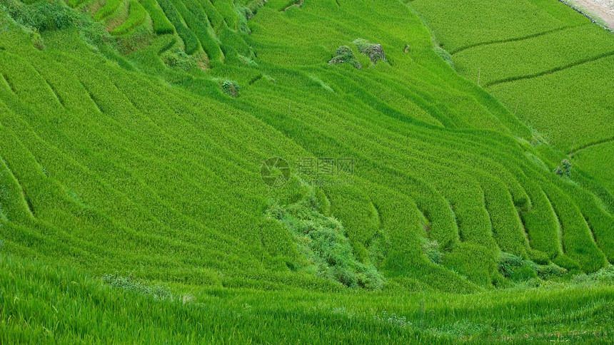 越南萨帕谷的稻米梯田爬坡农场谷物乡村风景场地农业绿色叶子稻田图片