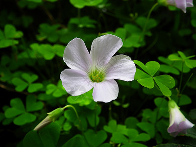 丁香花种子紫丁香生长紫色背景图片