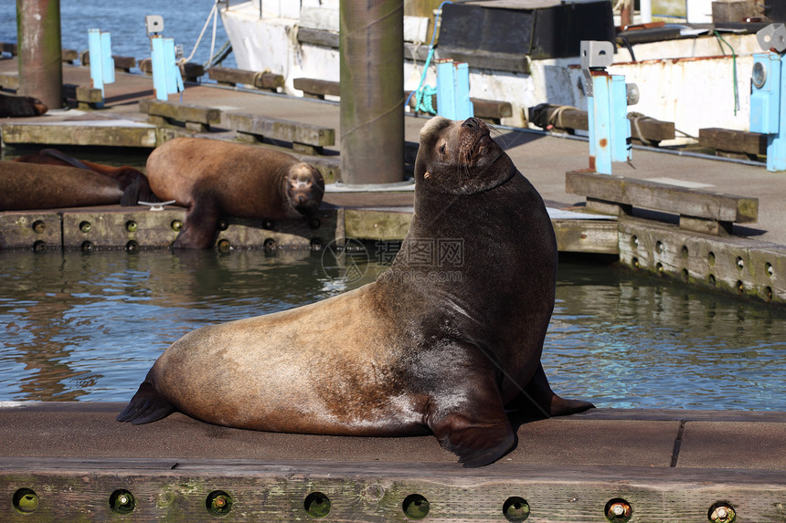 海豹在俄勒冈州Astoria的一家码头做烤肉钓鱼野生动物女性团体平台两极男性哺乳动物荒野海狮图片