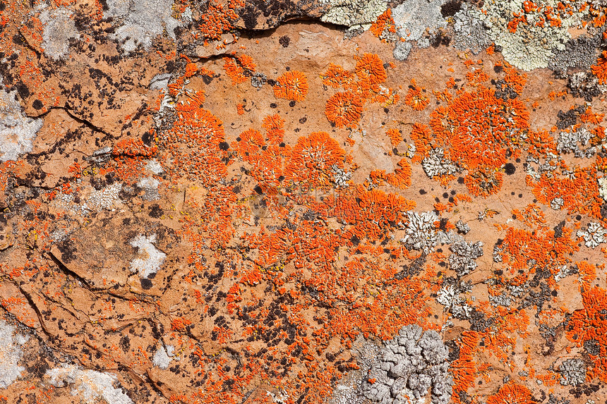 岩石清柳背景模式棕色橙子植物群生长生活绿色石头宏观岩石灰色图片